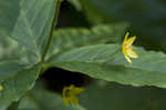 Whorled yellow loosestrife